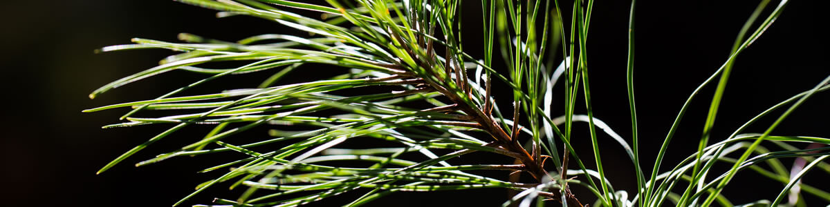 conventional-pine-seeding-tech-resize