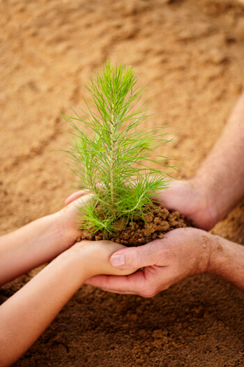 hands-with-seedling