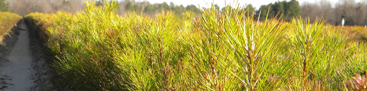 pine-seedlings-banner-resized